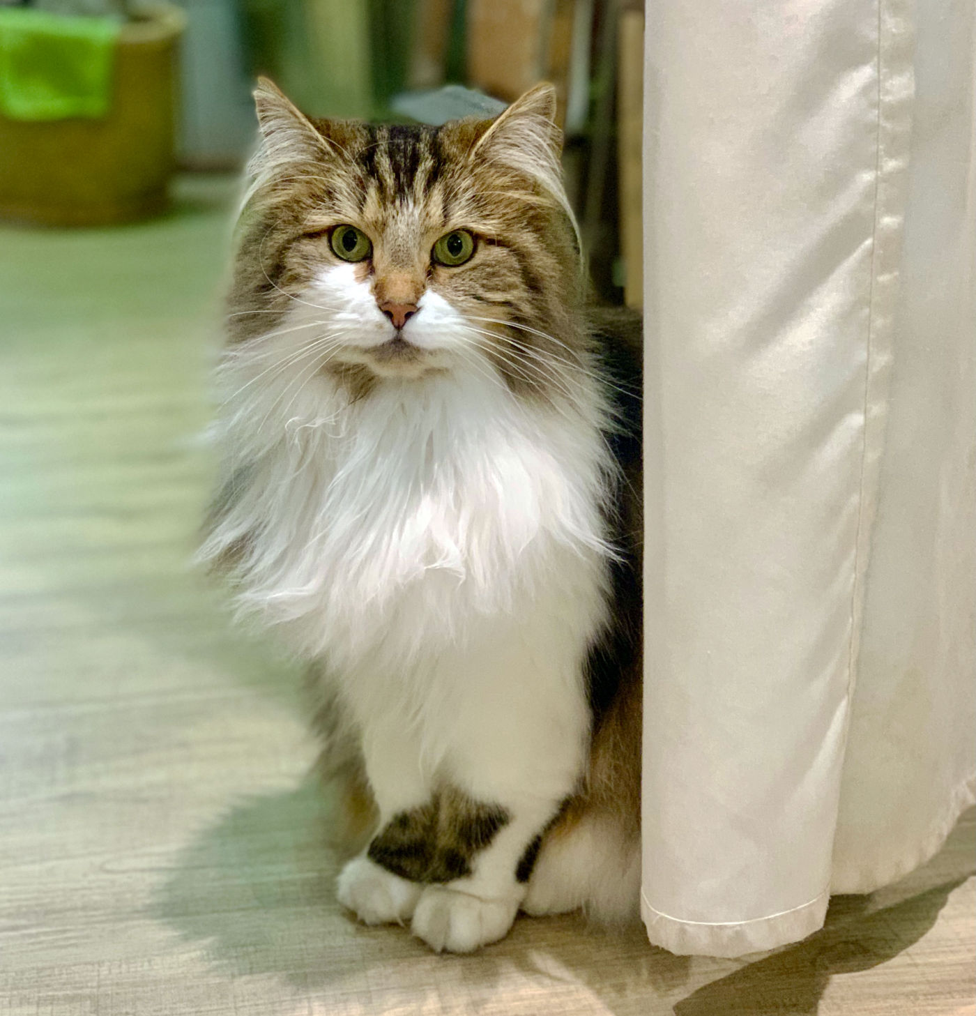 Stilvolle-Katzenstatuen-und-kunstvolle-Blumenvasen